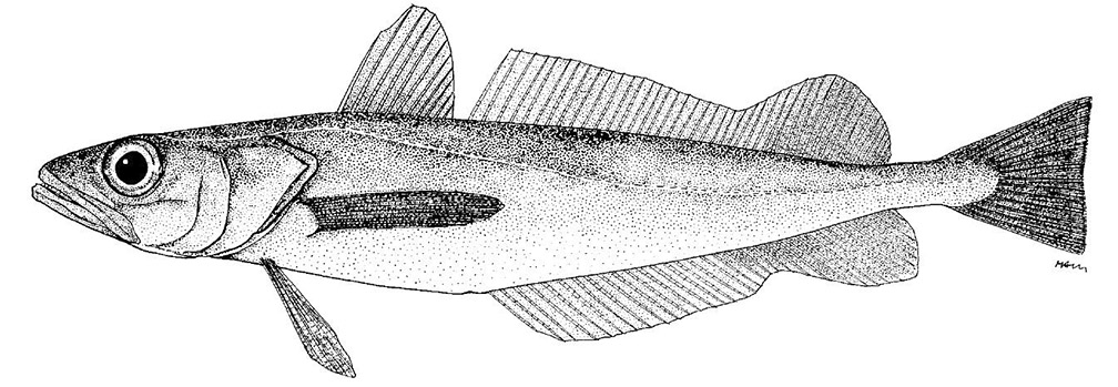 Merluccius polli_0014.jpg